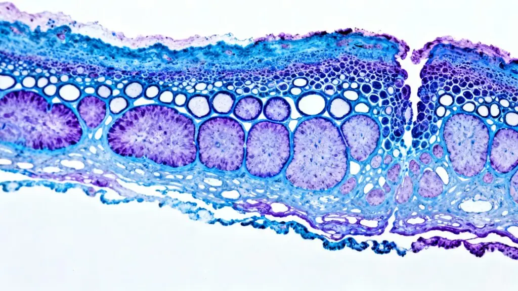 Le secret de la croissance osseuse révélé : Quand une enzyme ‘oubliée’ régule notre taille