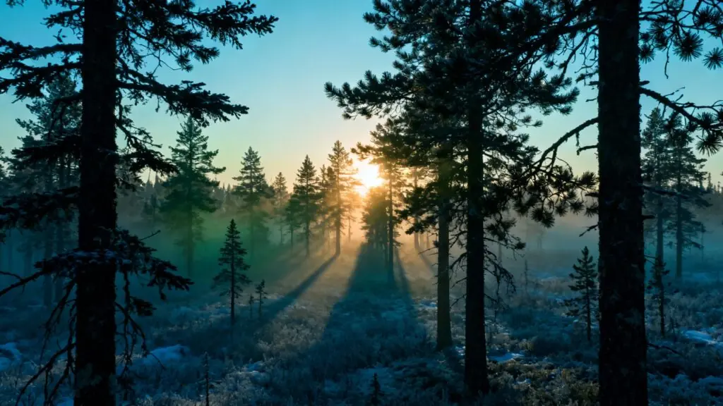 Le cri du cœur des travailleurs de la Côte-Nord : entre tempête sociale et forêt résiliente