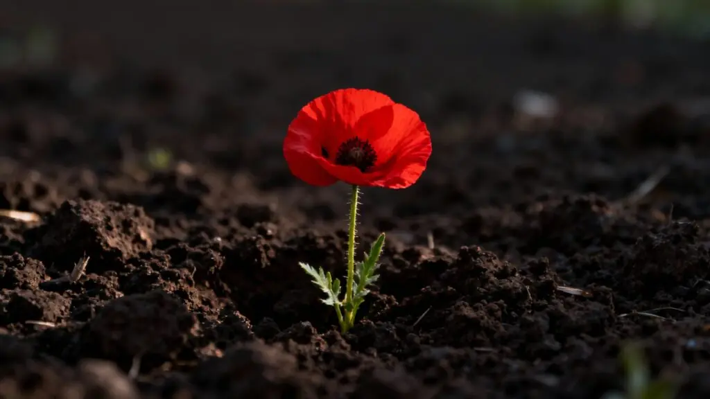 Le coquelicot du Souvenir : l’histoire méconnue d’« In Flanders Fields » et de ses racines canadiennes